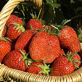 cueillette de fruits